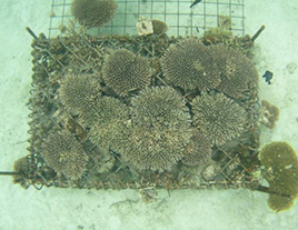じゃかご型珊瑚増殖礁のイメージ1